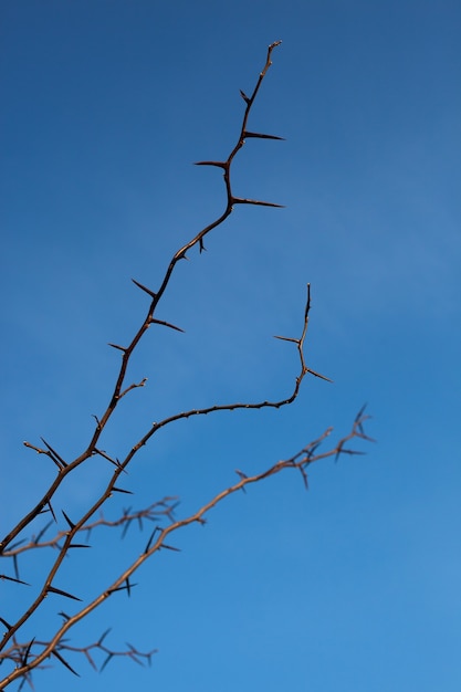 Acacia spines on the sky background