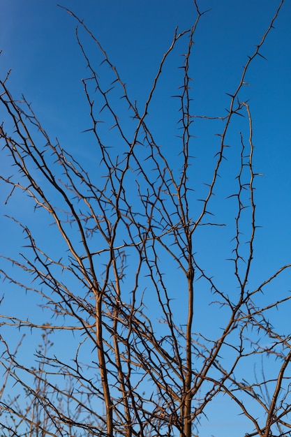 Acacia stekels op de hemelachtergrond