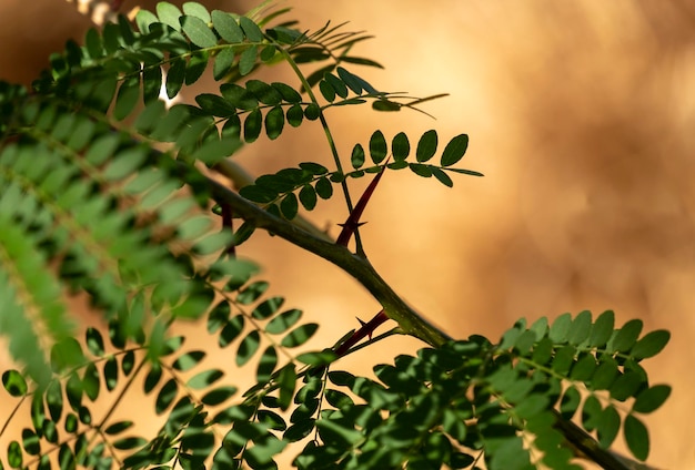 Acacia tree branches with thorns and young green leaves closeup