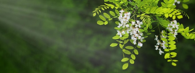 アカシアの木の花が咲く