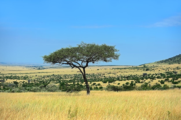 Acacia tree in the open savanna plains of East Africa