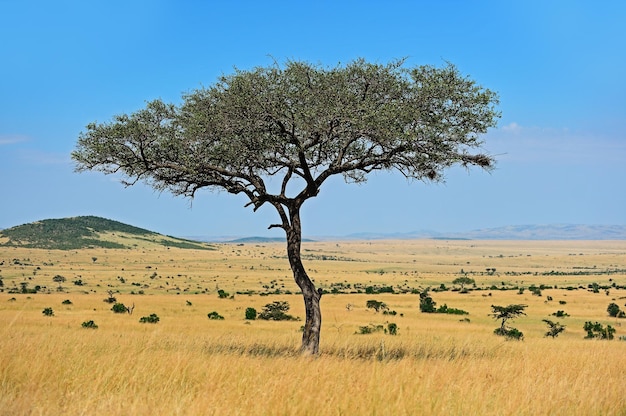 Acacia tree in the open savanna plains of East Africa