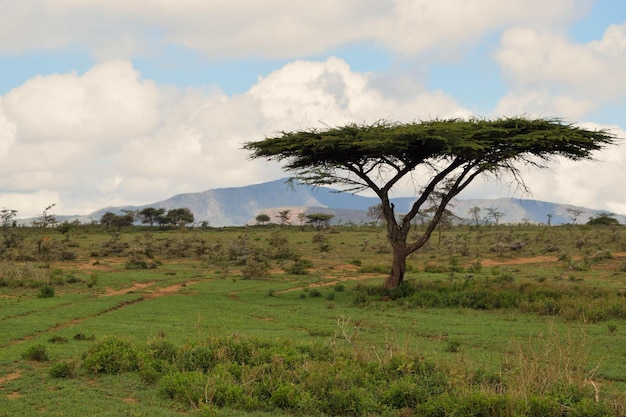 ケニア の ススワ 保護 区 の パノラマ 的 な 山 の 景色 に ある アカシア の 木