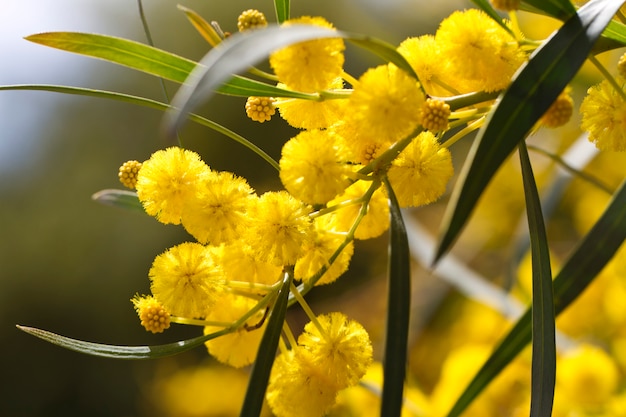 Acacia trees