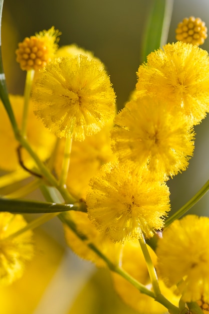 Acacia trees