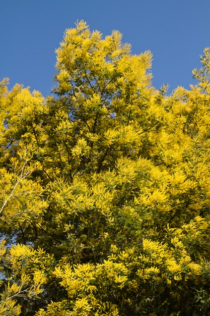 Photo acacia trees