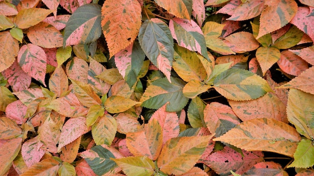 Acalypha wilkesiana, известная как медный лист Capa de Obispo Beefsteak, подбери меня, если сможешь