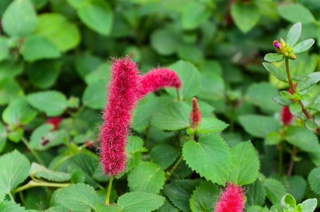 Acalyphahispida in het park