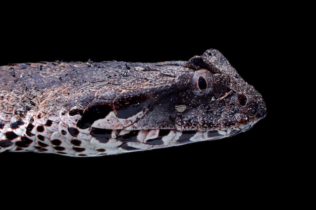 Acanthophis laevis (Smooth-scaled death adder) on isolated background