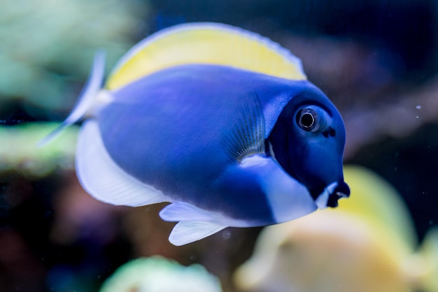 Acanthurus leucosternon in home coral reef aquarium