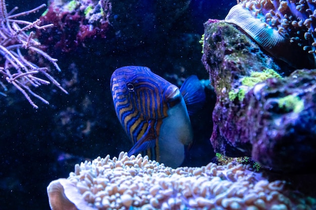 Acanthurus lineatus 물고기