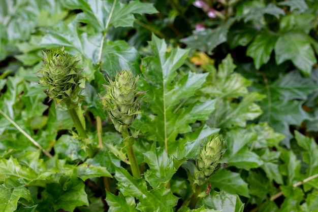 Acanthus balcanicus is an endemic herbaceous perennial plant