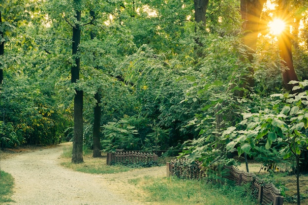 Access gravel road among the tall lush green trees at sunset