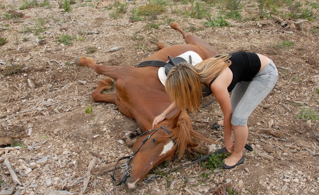 Accident horse