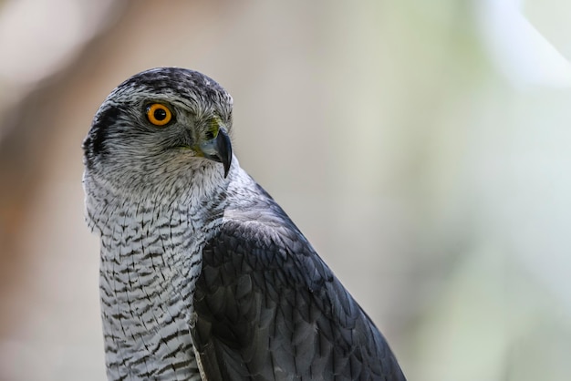 Accipiter gentilis Iberian Goshawk는 Accipitridae 가족의 수 파리과 조류의 종입니다