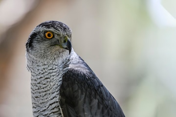 Premium Photo | Accipiter gentilis iberian goshawk is a species of accipitriforme bird in the accipitridae family Premium Photo | Accipiter gentilis iberian goshawk is a species of accipitriforme bird in the accipitridae family