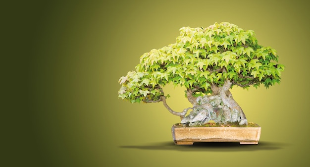 Acer Buergerianum  Burger Maple  Bonsai