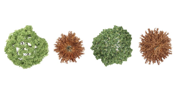 Фотография acer palmatumsorbuspinus sylvestris деревья с вершины изолированный белый фон