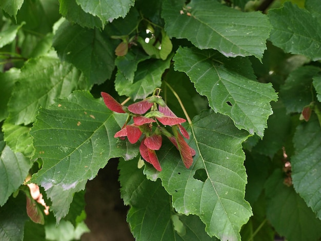 Acer tataricum bekend als Tataarse esdoorn of Tataarse esdoorn