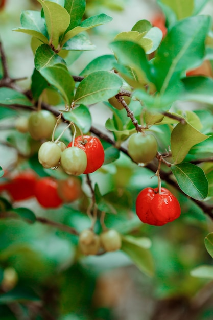 Acerola fruits on garden