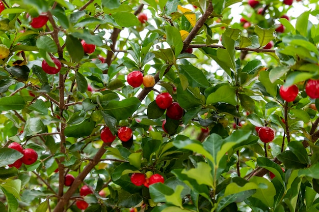 Acerola (Malpighia emarginata) aan de boom.