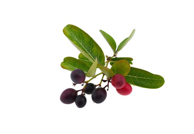 Acerola small cherry fruit with leaf isolated on white background