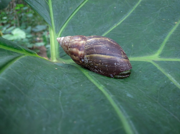 Achatina Fulica 또는 토란 잎에 있는 육지 달팽이