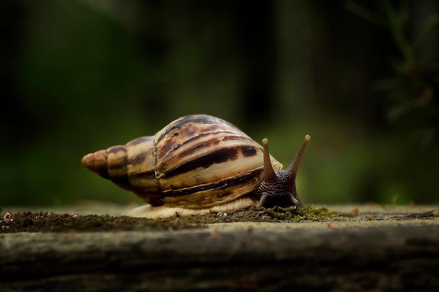 Achatina-slak die op een boom kruipt