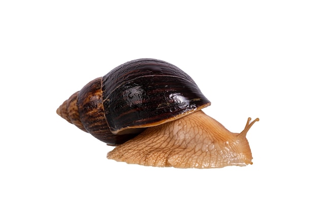 Achatina snail isolated on white background