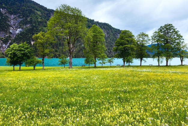 꽃이 만발한 노란색 초원과 흐린 하늘 (오스트리아) Achensee (Achen 호수) 여름 풍경.