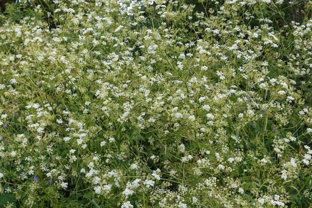 초원에서 Achillea millefolium 또는 일반적인 톱풀 꽃