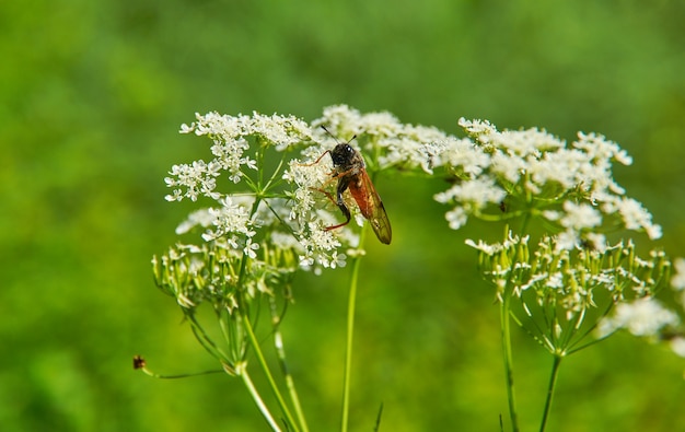 Achillea millefolium en Cimbex femoratus - duizendblad, is een bloeiende plant in de familie Asteraceae.