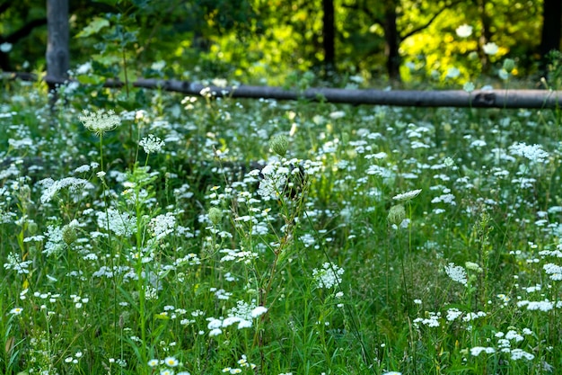 Achillea millefoglio. erba medicinale achillea