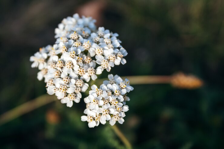 Achillea millefolium - a small white flowers against a blurred green background. Perennial herb, family Asteraceae, typical species of this genus. Used as a medicine, spice, ornamental and honey plant