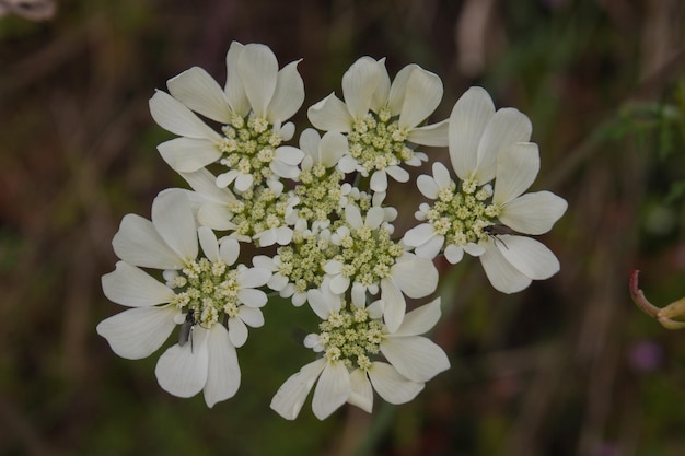 Photo achillea millefolium