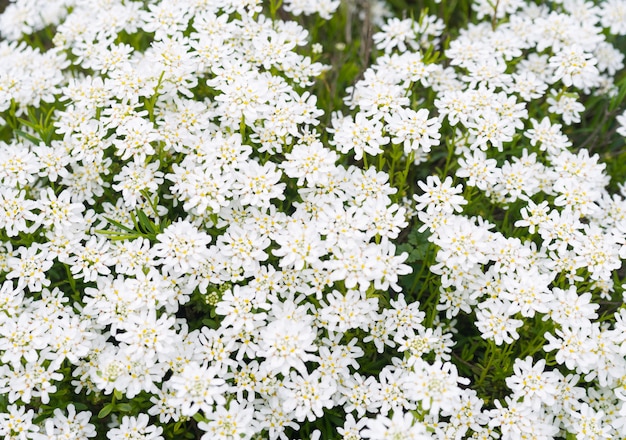 Achollea alpina Yarrow, тысячелистник обыкновенный в цвету