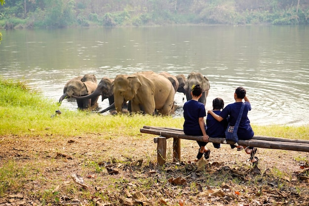 Achteraanzicht van de familie van de reiziger die naar een kudde Aziatische olifanten kijkt die baden in het nationale park