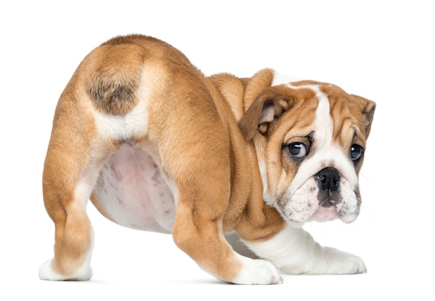 Achteraanzicht van een Engelse Bulldog Puppy bottom-up