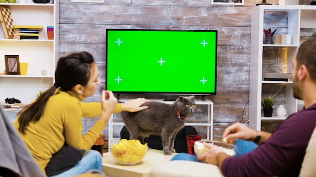 Achteraanzicht van een kaukasisch stel dat junkfood eet, zittend op stoelen voor tv met groen scherm en speelt met de kat.