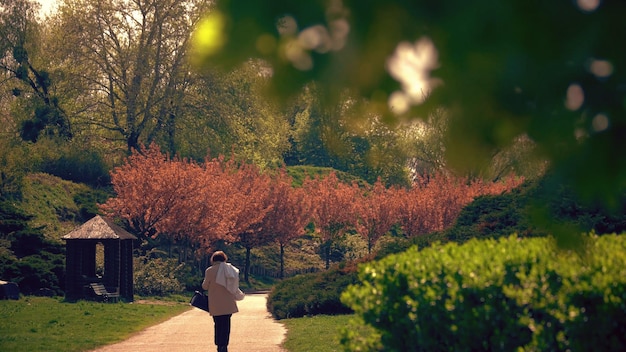 Achteraanzicht van een vrouw die door het park loopt op een lentedag met bloeiende sakurabomen op de achtergrond