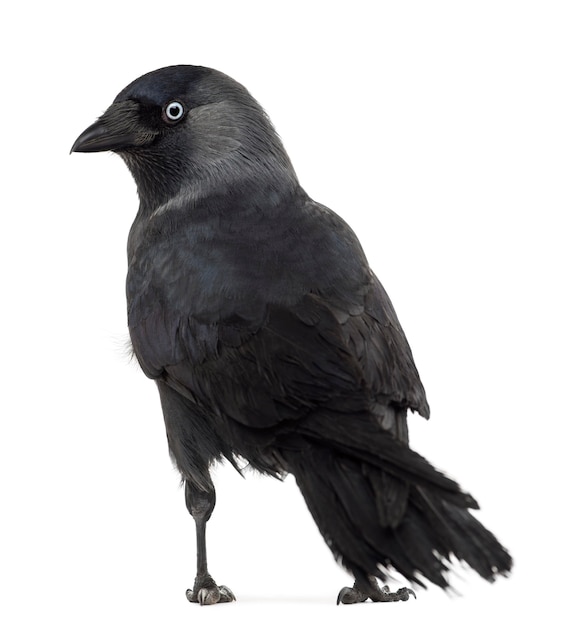 Achteraanzicht van een westerse kauw die terugkijkt, Corvus monedula, (of Euraziatische kauw, of Europese kauw of gewoon kauw) tegen een wit oppervlak