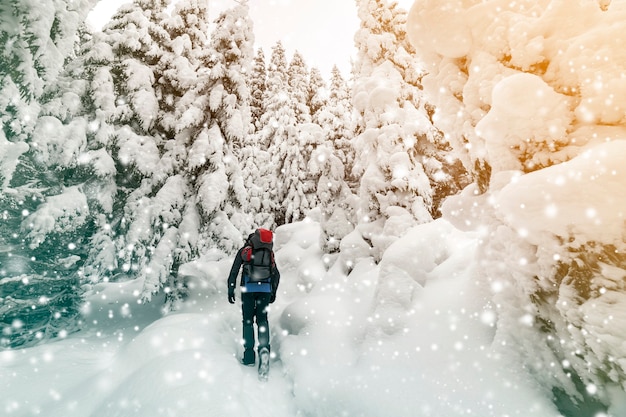 Achteraanzicht van toeristische wandelaar met rugzak wandelen in witte schone diepe sneeuw op heldere ijzige winterdag in bergbos met hoge donkergroene sparren.