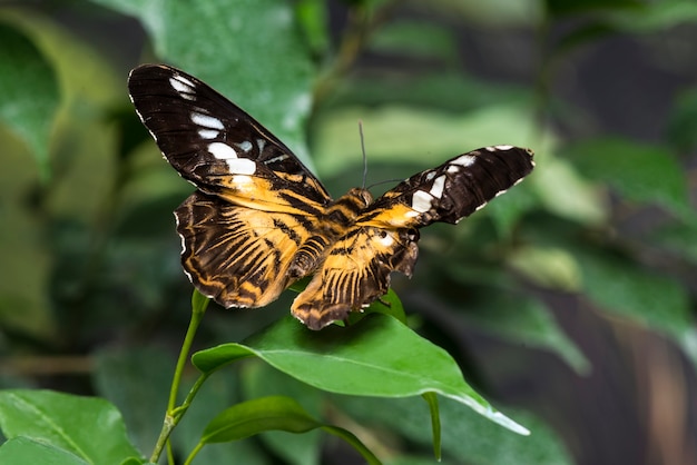 Foto achteraanzicht vlinder op blad