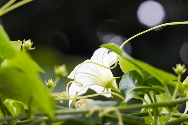 achtergrond aard witte bloem groente met blad