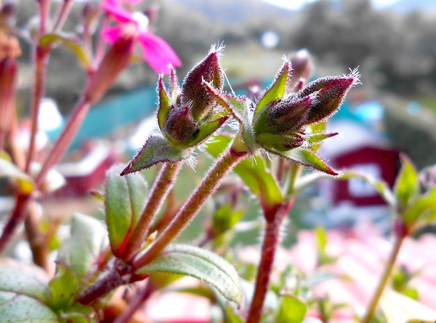 achtergrond aardbloemen in het venster dat in de zon glanst