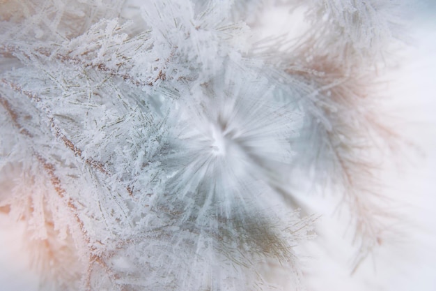 Achtergrond besneeuwde kerstbomen