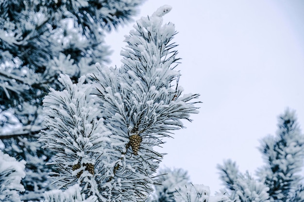 Achtergrond besneeuwde pijnboomtakken