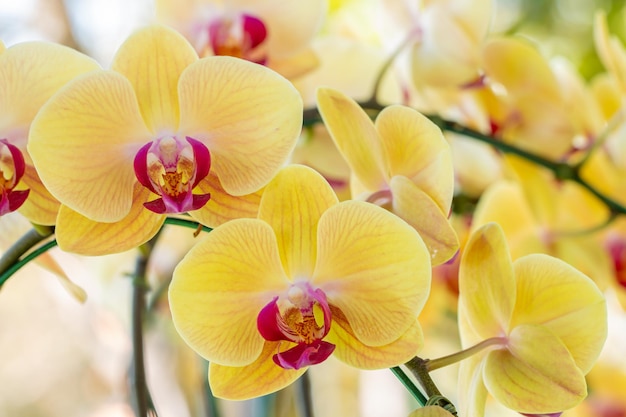 Achtergrond bloem gele orchideeën Phalaenopsis