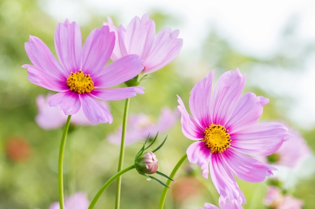 Achtergrond bloemen, roze kosmos.