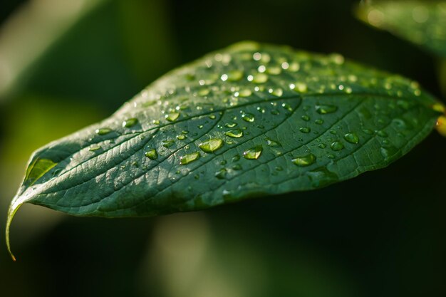 Foto achtergrond close-up van een druppel op een blad na regen